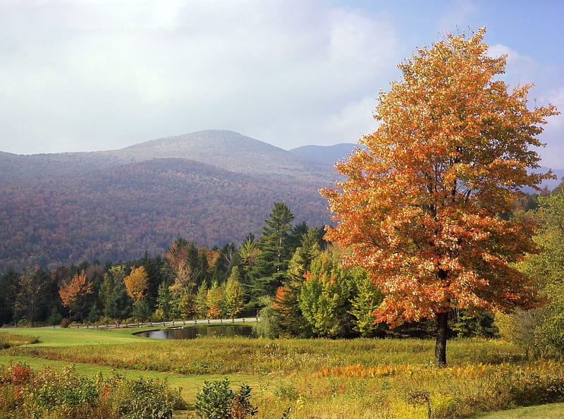 Mount Mansfield, Vermont, tree, mount, mansfield, vermont, HD wallpaper
