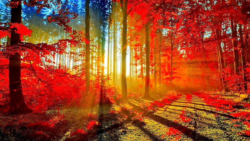 Autumn Sunrays, leaves, sun, shadows, fall, trees, colors, HD wallpaper ...