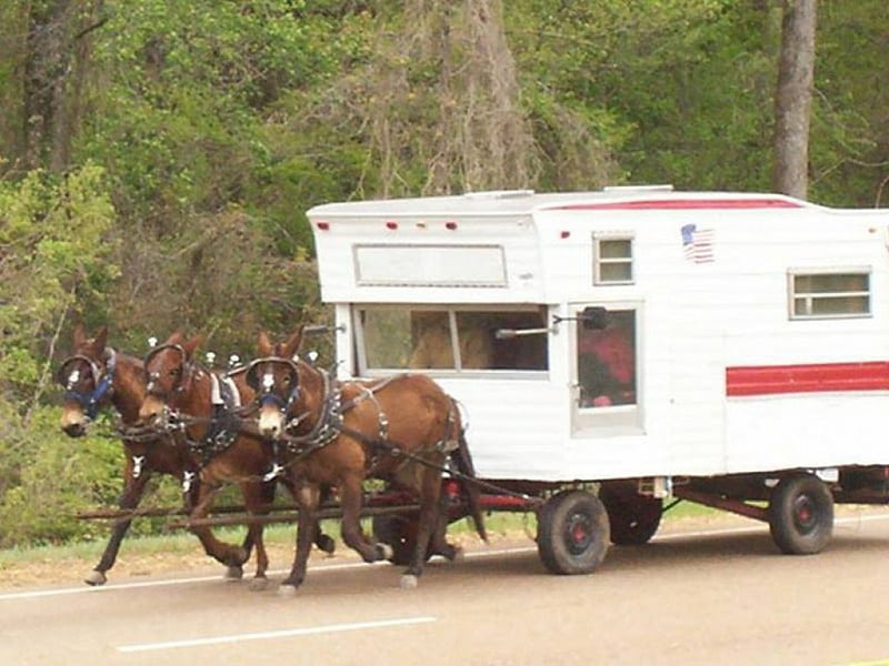 Camping Wagon, amazing, camper, mules, wagon, HD wallpaper