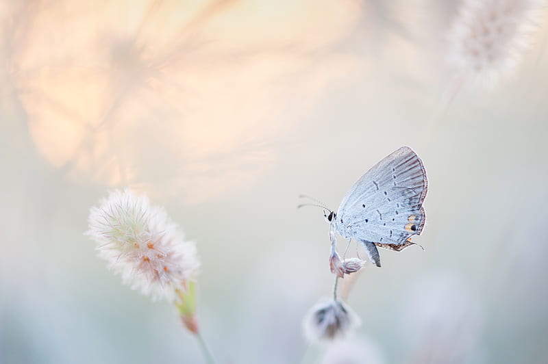 butterfly perched on petaled flower, HD wallpaper