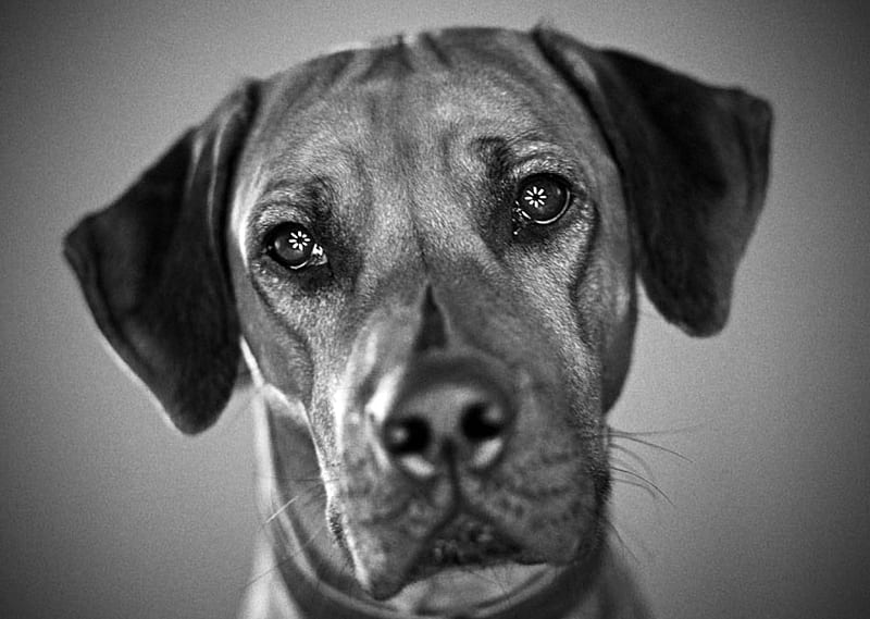 dog portrait., black and white, domestic, portrait, dog, HD wallpaper