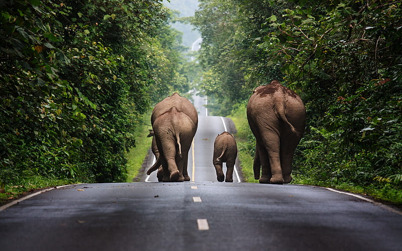 Elephants, Thailand, highway, family of elephants, small elephant, HD wallpaper