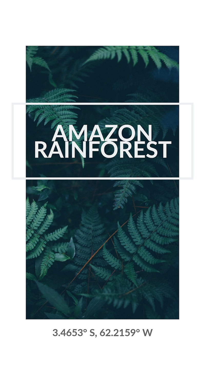 Amazon Rainforest, nature, HD phone wallpaper