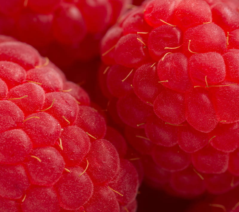 Raspberry, fruit, red, HD wallpaper