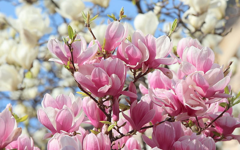 Magnolias, tree, magnolia, flower, spring, white, branch, pink, HD wallpaper