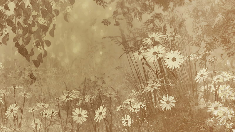 Daisies in the Woods, grass, browns, firefox persona, spring, trees, summer, flowers, tans, field, natural, HD wallpaper