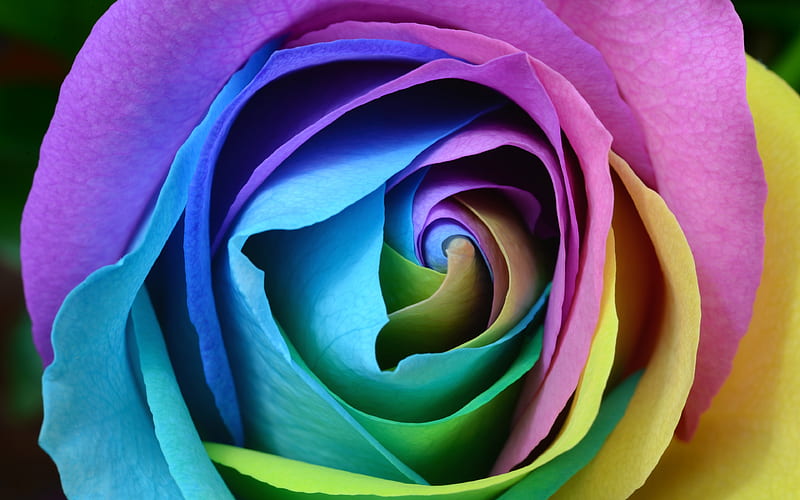 multicolored rose bud, close-up, rainbow, colorful rose, roses, HD wallpaper