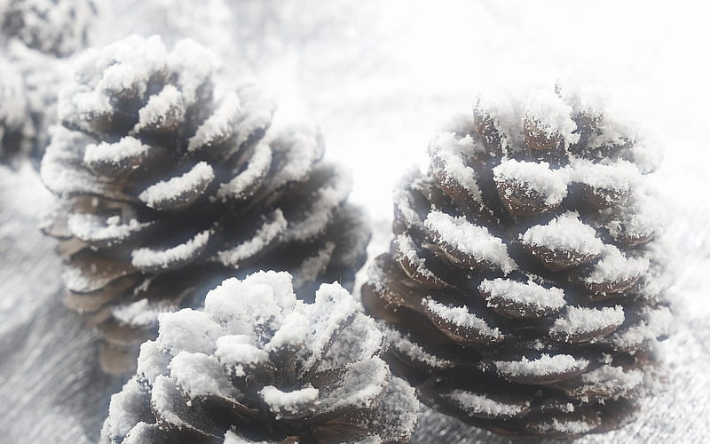 Snow Covered Pine Cone- Christmas objects and elements, HD wallpaper