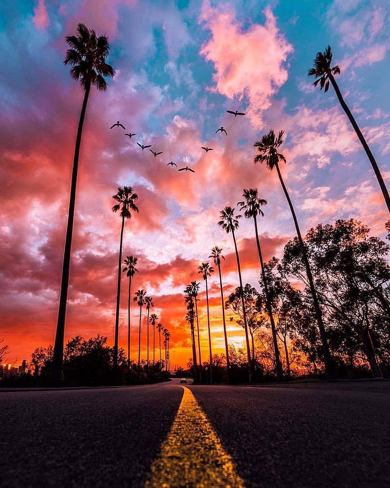 Sunset road , palm trees, HD phone wallpaper