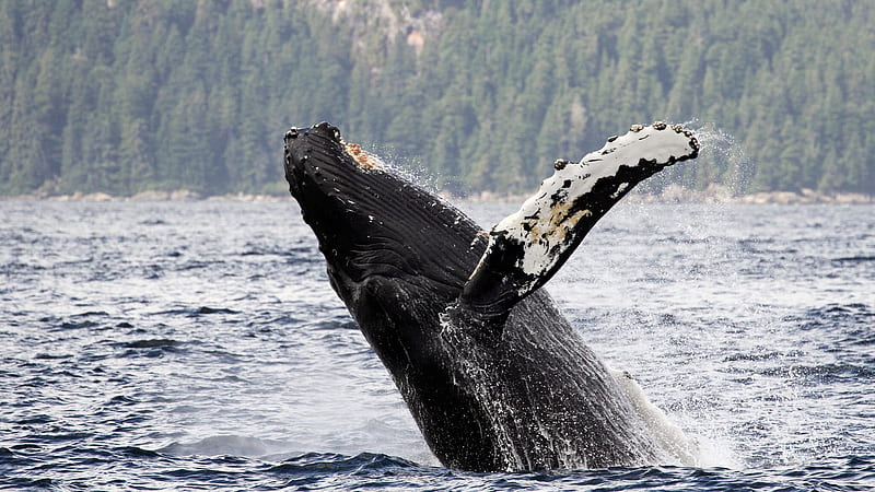 Alaska Humpback Whale In Water Animals, HD wallpaper | Peakpx