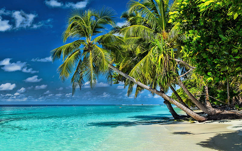tropical island, coast, caribbean, summer travel, palm trees, azure lagoon, travel concepts, HD wallpaper