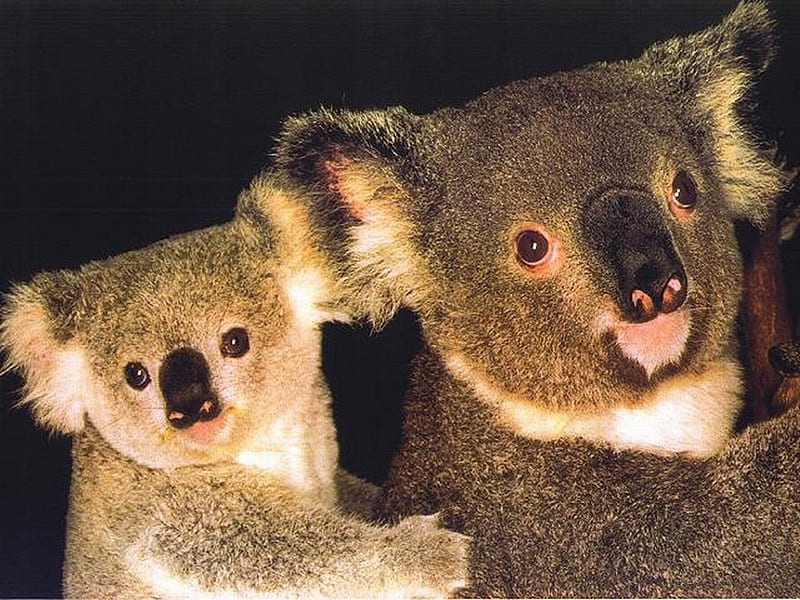 Tender koala mother and cub, tree, cub, bear, koala, tender, animal, sweet, HD wallpaper