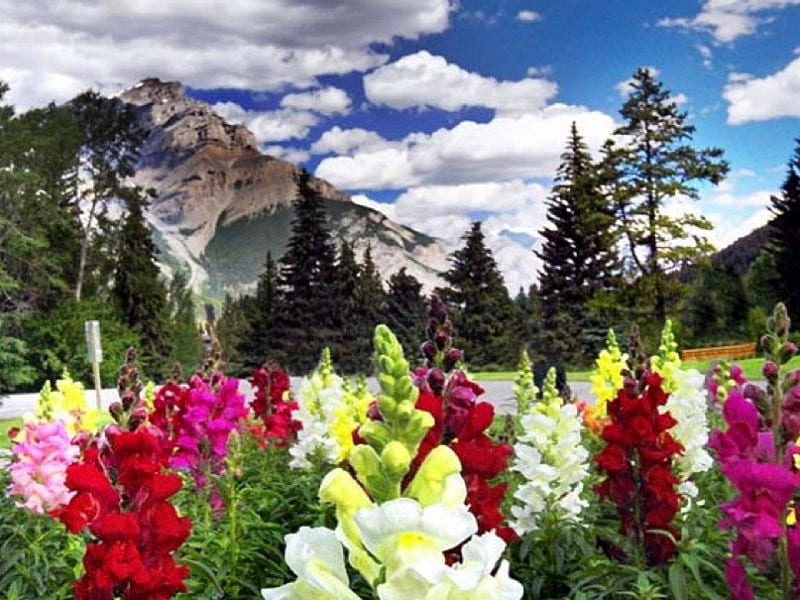 Flowers on a Mountain, mountain, mount, himalaya, flowers, nature, trees, clouds, HD wallpaper