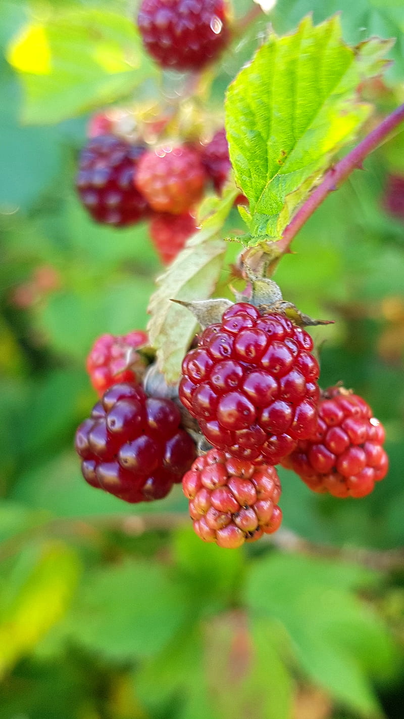 Blackberries, fruits, nature, summer, HD phone wallpaper | Peakpx