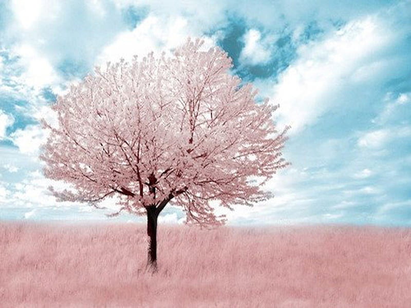 Nature's Cotton Candy, pretty, grass, pale, soft, spring, sky, tree, graphy, day, nature, pink, field, HD wallpaper