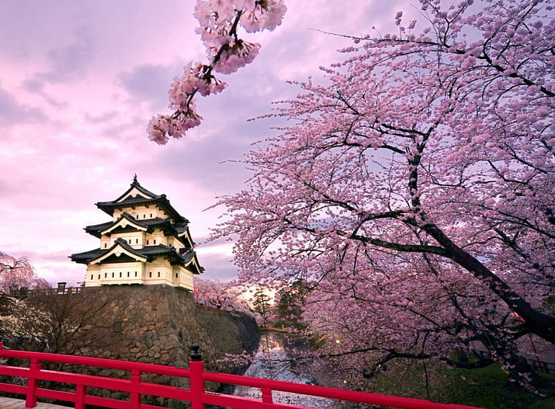 Japan's Temple, temple, nice, pink, cherry, HD wallpaper