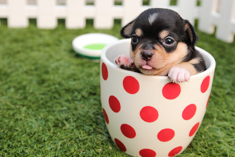 Short-coated Black and Brown Puppy in White And Red Polka-dot Ceramic Mug on Green Field, HD wallpaper