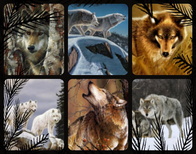 Friends of Wolves, collage, wolves, animals, dogs, HD wallpaper | Peakpx