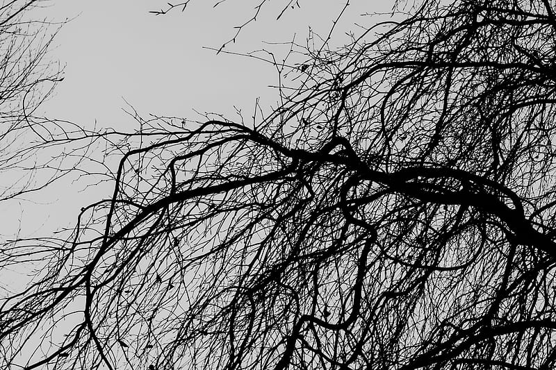 branches, trees, bw, HD wallpaper