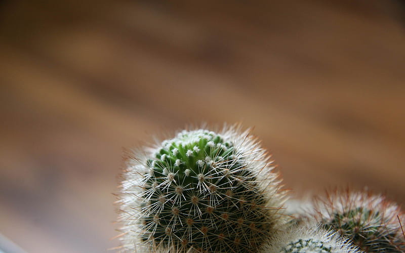 small cactus plant-Valentines Day flowers graphy, HD wallpaper