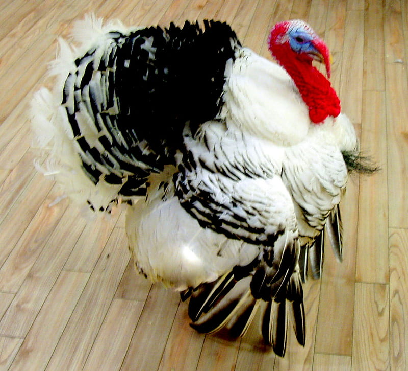 A fine bird., shopfloor, turkey, redhead, feathers, HD wallpaper
