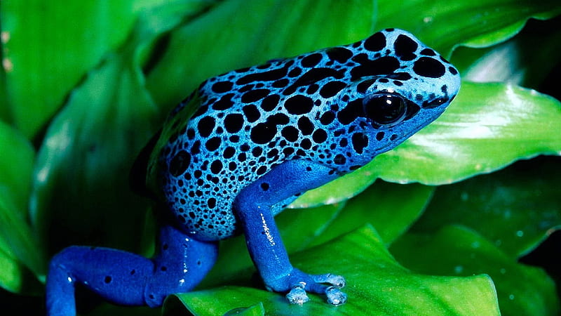 blue frog-2012 animal Featured, HD wallpaper