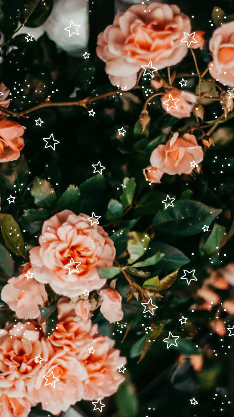 Aesthetic , cute, flower, flowers, roses, stars, HD phone wallpaper