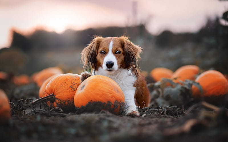 Cavalier King Charles Spaniel, pumpkins, halloween, autumn, pets, brown curly dog, HD wallpaper