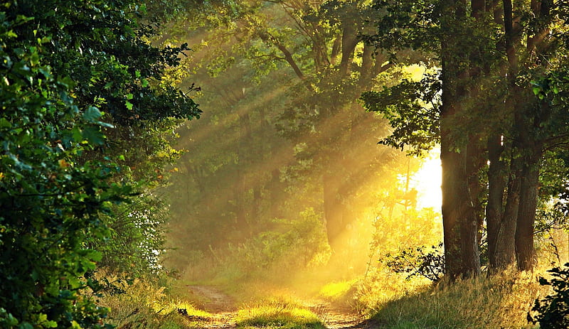 Sunny Morning in the Forest, Tree, Forest, Sun, Nature, HD wallpaper