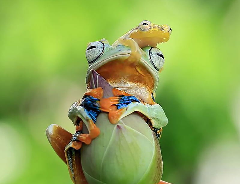 Frogs, cute, frog, green, orange, yellow, amphibian, bud, baby, HD wallpaper