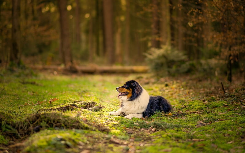 Waiting For Master, cute, border collie, animals, dogs, HD wallpaper