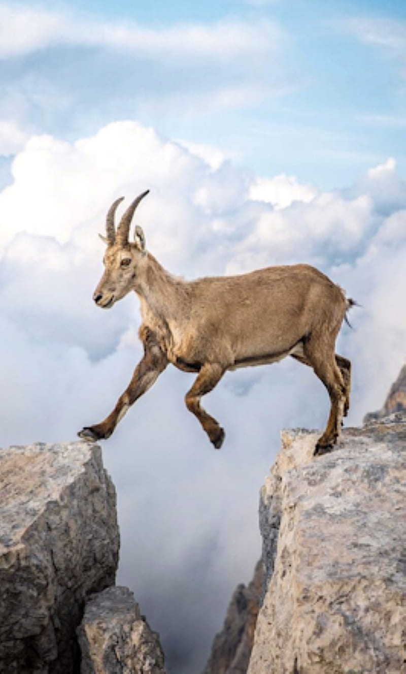 jump, goat, hunt, HD phone wallpaper