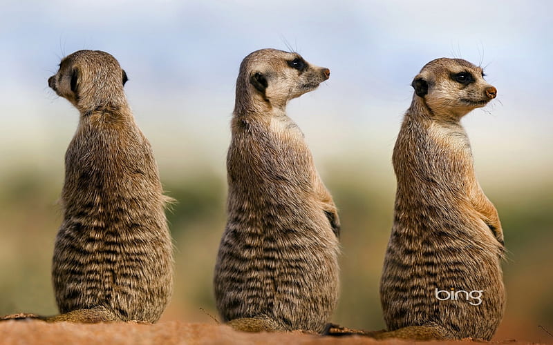 Meerkats in Namibia, Namibia, Meerkats, In, HD wallpaper
