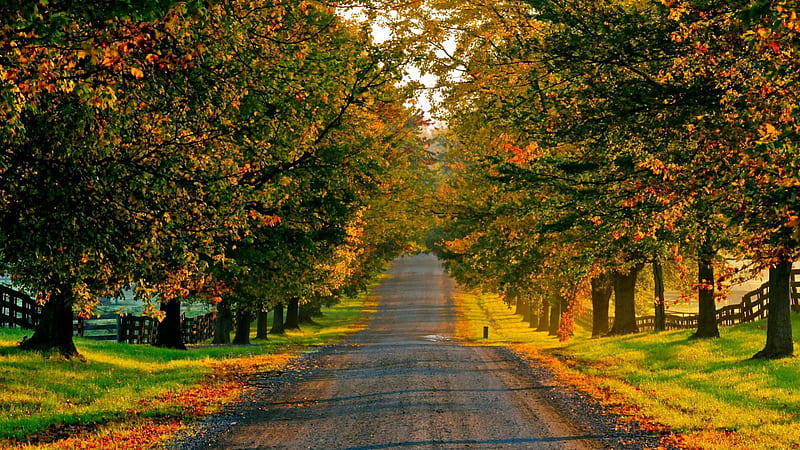 Countryside road in autumn, countryside, fence, grass, road, trees, HD ...
