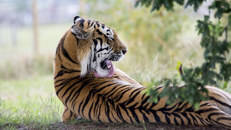Tiger Predator, tiger, predator, animals, HD wallpaper