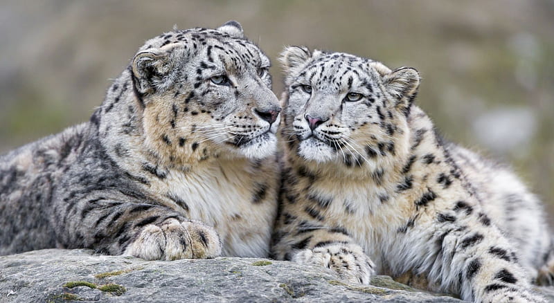 Snow Leopards, Big Cats, Wild Cat Species, Snow Leopard, HD wallpaper