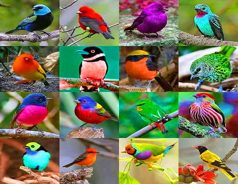 So many, colors, birds, collage, many, HD wallpaper