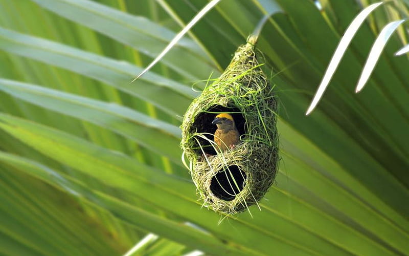 Weaver Bird Nest, nest, weaver, bird, green, HD wallpaper