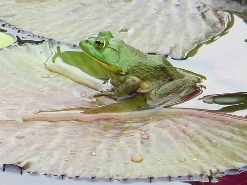 FROG ON LILY PAD, POND, PAD, LILY, FROG, HD wallpaper