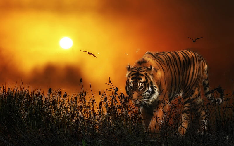 Ready To Pounce, painting, tigers, art, animals, HD wallpaper