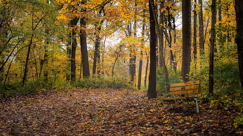 Wood Bench On Dry Leaves In Yellow Green Autumn Trees Forest Background Nature, HD wallpaper