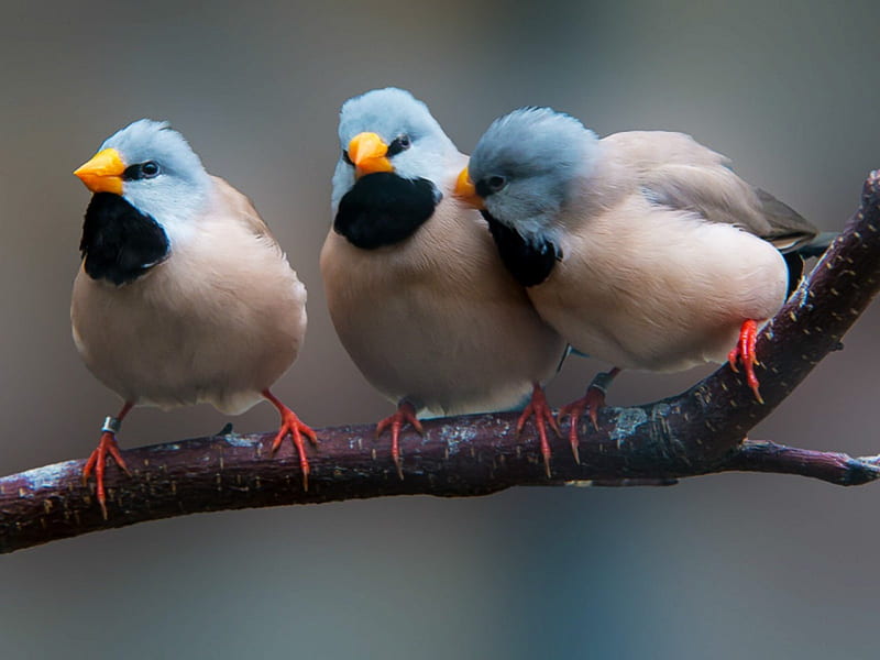 Cute Birds, cute, birds, three, small, branch, HD wallpaper