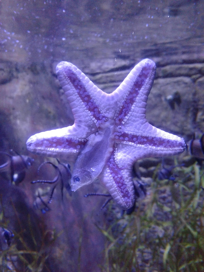 Six sided starfish, eating, fish, rare, HD phone wallpaper