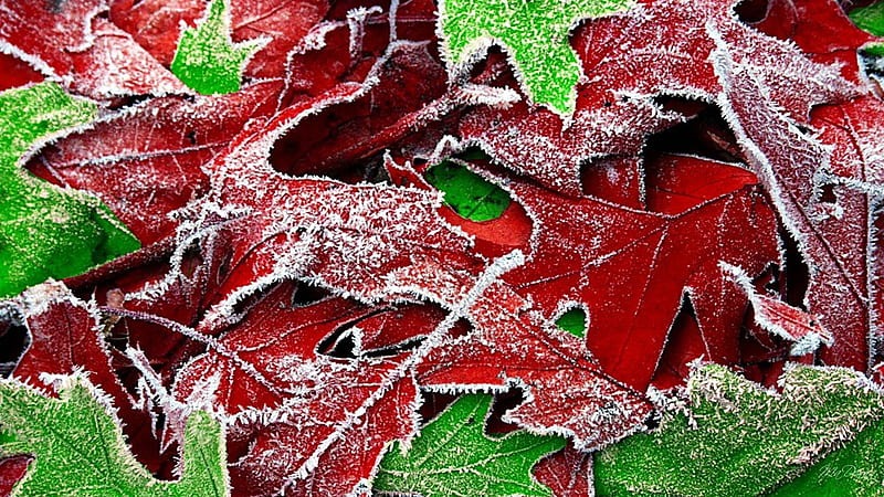 Christmas Colored Leaves, red, fall, autumn, winter, leaves, green, bright, oak, frost, HD wallpaper