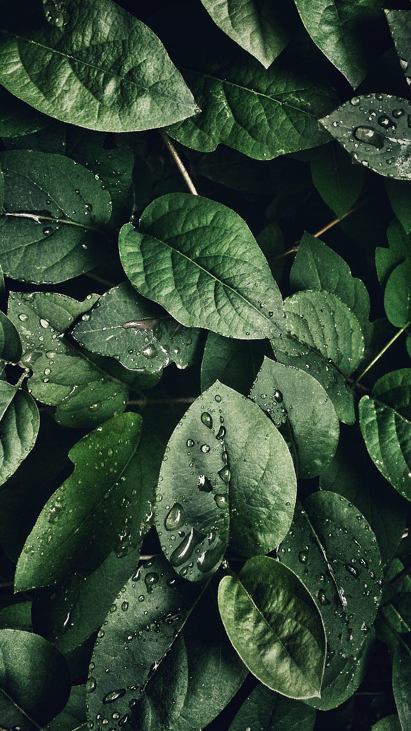 leaf, flower, green, nature, HD phone wallpaper