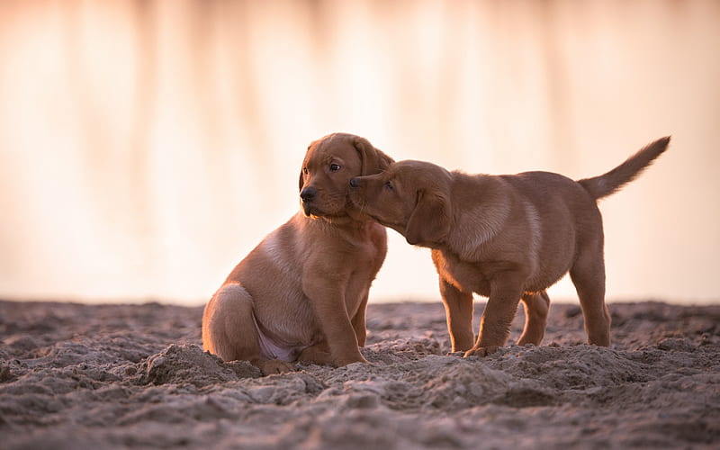 small labradors, brown puppies, cute little animals, dogs on the beach, evening, sunset, retriever, HD wallpaper