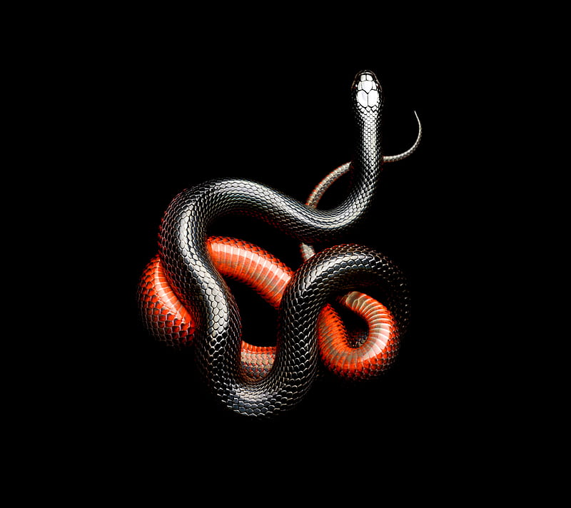  Serpiente, negra y roja, Fondo de pantalla HD