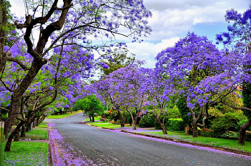 Jacaranda flowers., cloud, jacaranda, sky, petal, tree, purple, flower, path, road, HD wallpaper