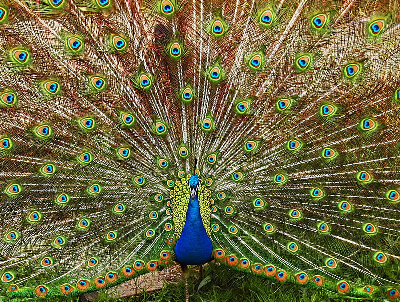 Peacock in full Plumage, Peacock, Plumage, Bird, Nature, HD wallpaper