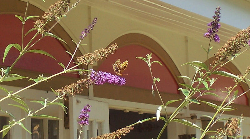 Butterfly Taking a Bow, building, e, butterfly, butterf1ies, purple flowers, sunshine, butterflys, red tile, HD wallpaper